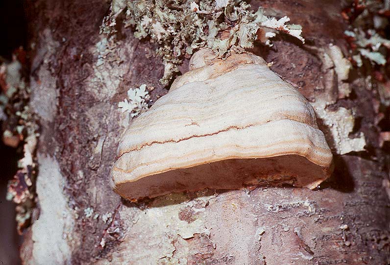 Fomes fomentarius